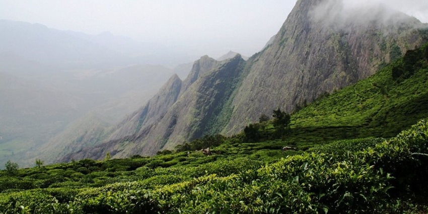 A view of the Kolukkumalai Tea Estate, one of the top places to visit in Munnar in May.