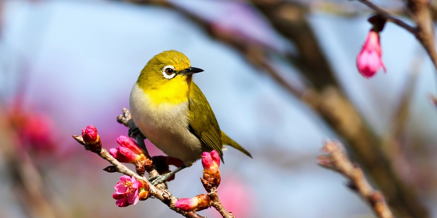 Kondakarla Bird Sanctuary offers you a chance to witness a variety of bird species.