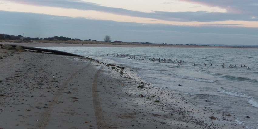 Sandy shores with birds at Studland Beach, offering a tranquil environment.