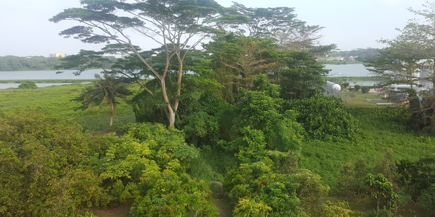 Image of Kranji marshes surrounded by lush green forest and hiking trails - perfect for nature escape