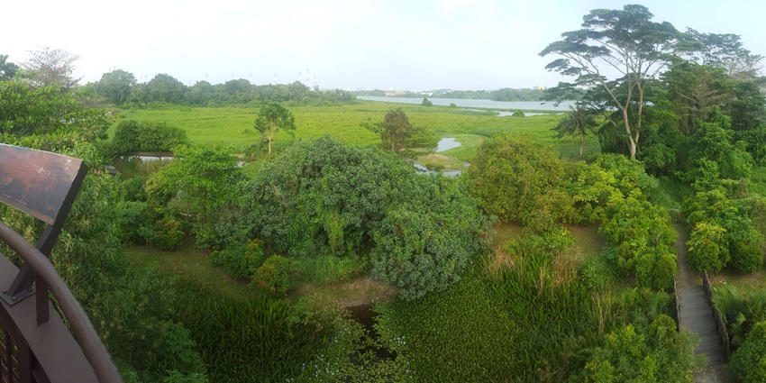 Expansive view of Kranji Marshes, showcasing lush greenery and tranquil wetland landscapes.