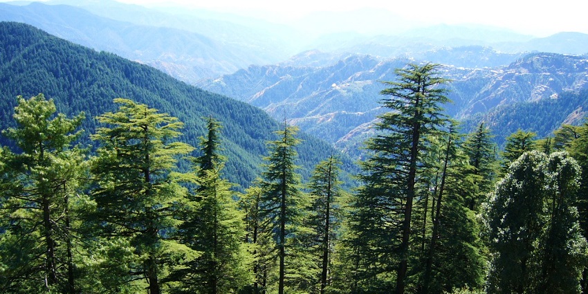 A picture of a hilly area covered with a green sheet of grass and tall trees