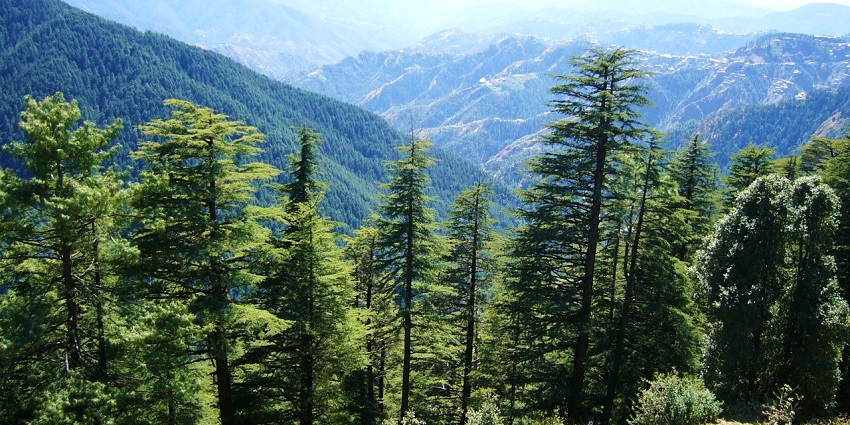 Kufri has a pleasant climate and is a famous destination near Shimla for horse riding