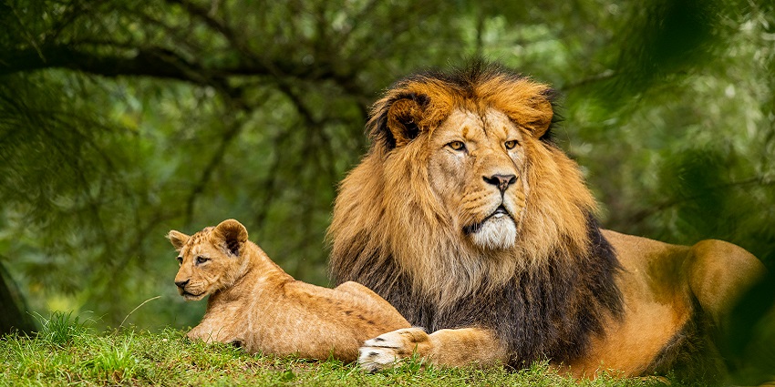 Lion spotted at the Kufri Wildlife Sanctuary, one of the best Shimla Wildlife Sanctuaries.