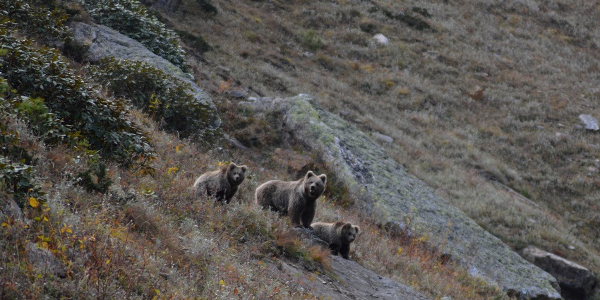 A picture of Kugti Wildlife Sanctuary with three Himalayan Brown Bears on a rocky cliff.