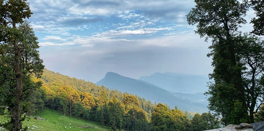 Majestic pine forest of ther Manali Wildlife Sanctuary amidst the valley of Himalaya