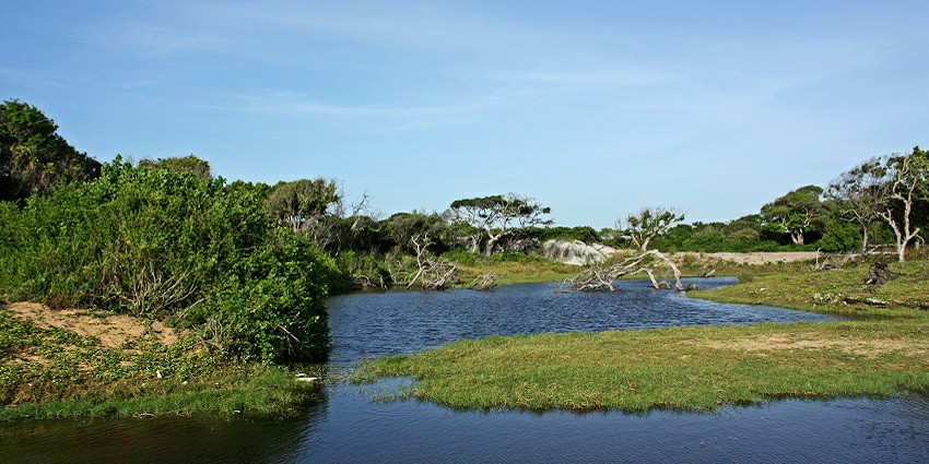 Kumana National Park is a birdwatcher’s paradise offering several species of birds.