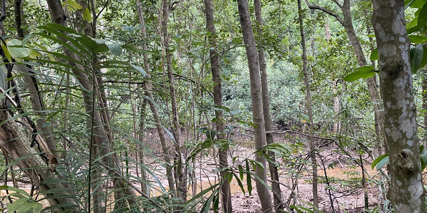Image of Labrador Nature Reserve - one of the best places to go for hiking in Singapore
