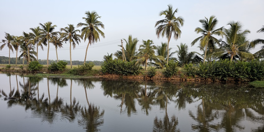 Scenic image of palm trees along with the shore of the beautiful backwaters of Kerala