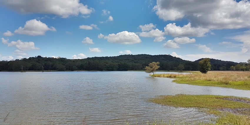 A serene waterhole surrounded by lush greenery in Kaudulla National Park, Sri Lanka.