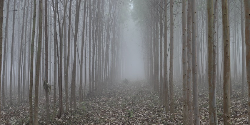 Beautiful view of the Lambasingi forest area covered in the desne fog and trees