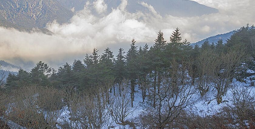 Trail these fields to explore the rich biodiversity of Pangolakha wildlife sanctuary