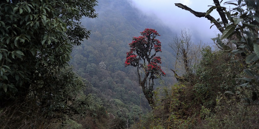 Lush landscapes of the wildlife sanctuary on a misty morning, a haven for wildlife lovers