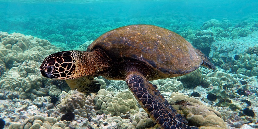 A turtle swimming over a coral reef