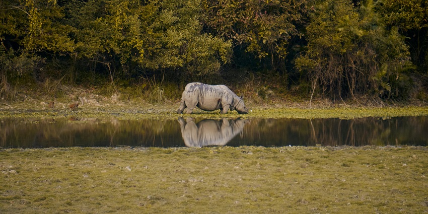 One-horned rhinoceros grazing in lush Kaziranga grasslands