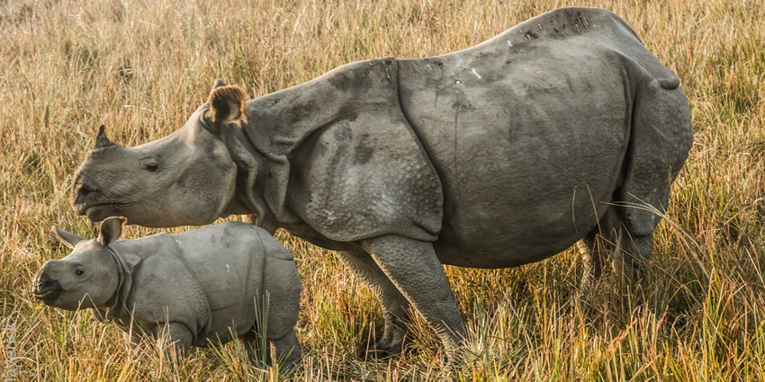 A picture of a rhinoceros with its kid in a protected wildlife sanctuary in Kerala
