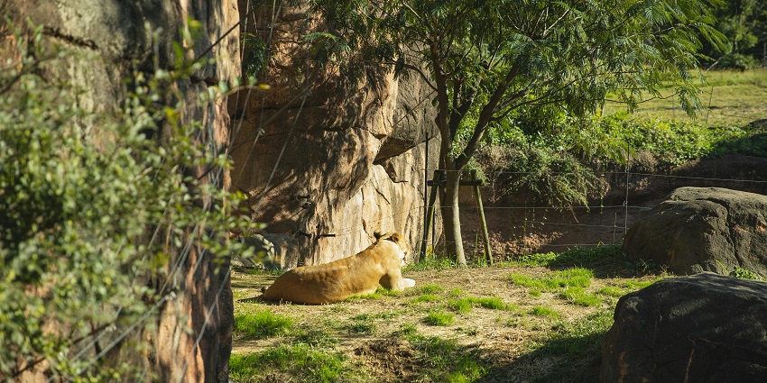 This wildlife sanctuary, preserved by the Indian government, is one among the best wildlife sanctuaries in Mizoram.