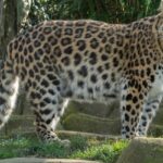 Beautiful snapshot of a Leopard in the Kufri zoo amidst the foothills of the Himalayas.