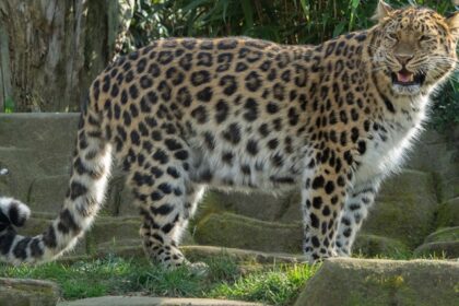 Beautiful snapshot of a Leopard in the Kufri zoo amidst the foothills of the Himalayas.