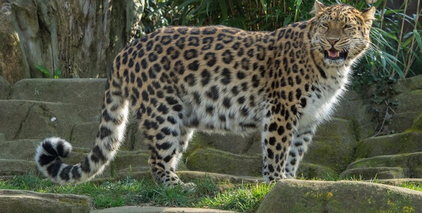 Beautiful snapshot of a Leopard in the Kufri zoo amidst the foothills of the Himalayas.