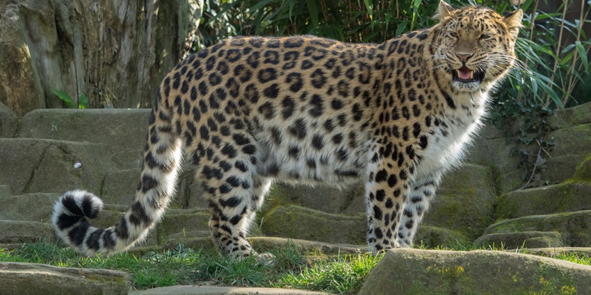 Yellow Leopard fam 』by Zuberi 60*60cm Yellow Leopard fam 』by