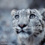 An image of a cub snow leopard found in one of the national parks in Himachal Pradesh.