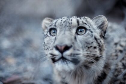 An image of a cub snow leopard found in one of the national parks in Himachal Pradesh.