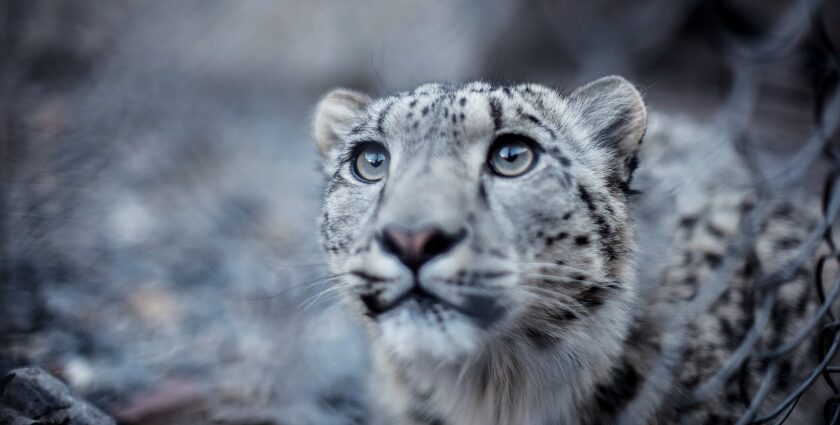 An image of a cub snow leopard found in one of the national parks in Himachal Pradesh.