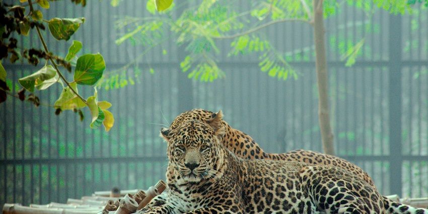 An image of two leopards sitting on bamboo sticks and resting during the daytime.