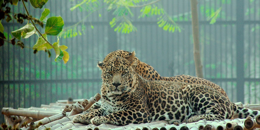 Baisipalli Wildlife Sanctuary is one of the popular wildlife sanctuaries in Odisha.
