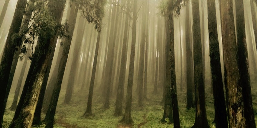 Lepchajagat is a calm and peaceful village, away from the hustle and bustle of city life.