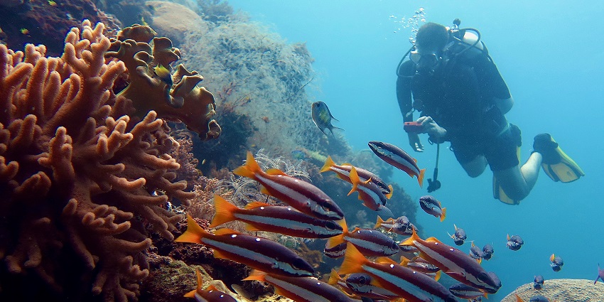 A picture of a person enjoying scuba diving in Indonesia with fish and sea plants nearby