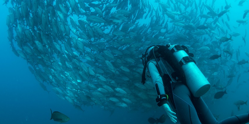 From beginners to expertise, there are many levels of this exhilarating activity.