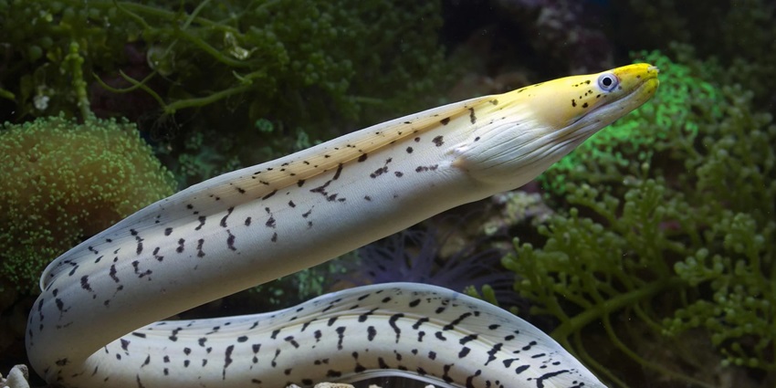 A fish swimming underwater. Lighthouse is an ideal site for scuba diving in Neil Island.