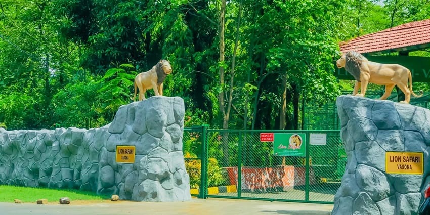 Visiting the famous Lion Safari Wildlife Park is one of the things to do in Silvassa.