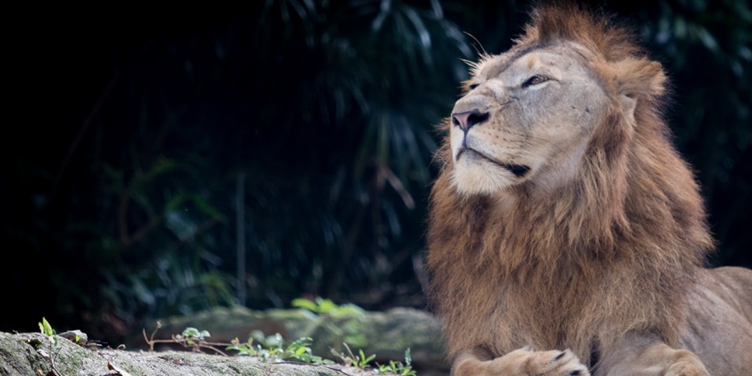 Snapshot of a majestic lion in Singapore Zoo– Best things to do in Jungle Safari Singapore