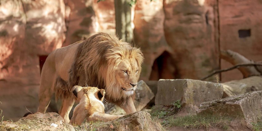 The Itanagar Zoo houses several endangered species of animals in their natural habitat.