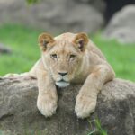 Lioness resting on a rock, blending with her surroundings - Itanagar Wildlife Sanctuary