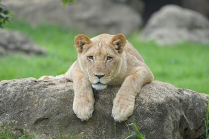 Lioness resting on a rock, blending with her surroundings - Itanagar Wildlife Sanctuary