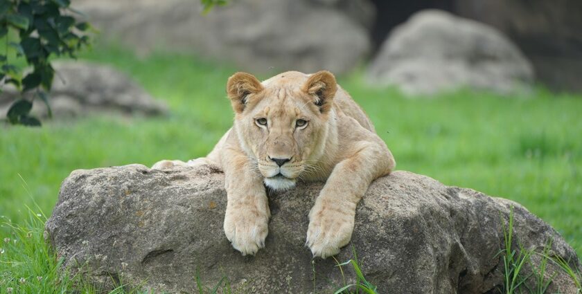 Lioness resting on a rock, blending with her surroundings - Itanagar Wildlife Sanctuary