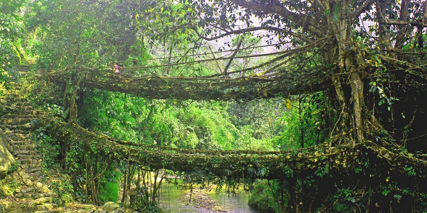 Living Root Bridge in Cherrapunji is a stunning natural wonder made of living roots.