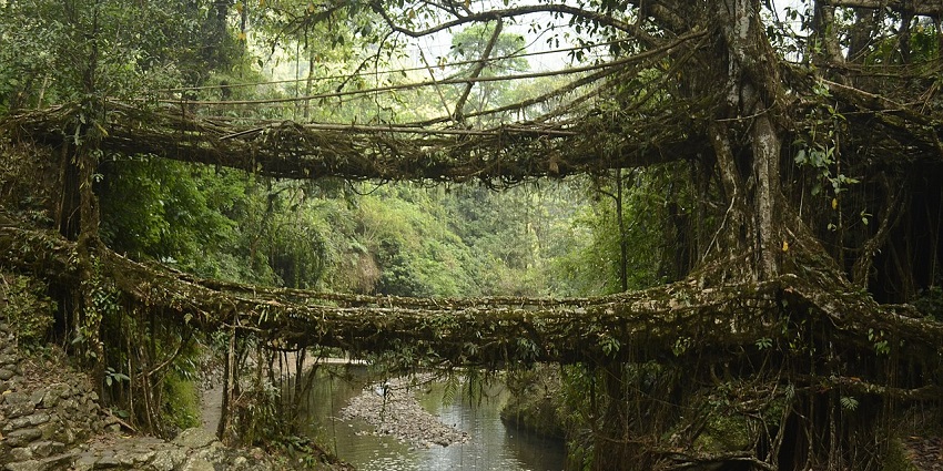 Unique living root bridges in Nongriat village, Meghalaya, with lush greenery and dense forest.