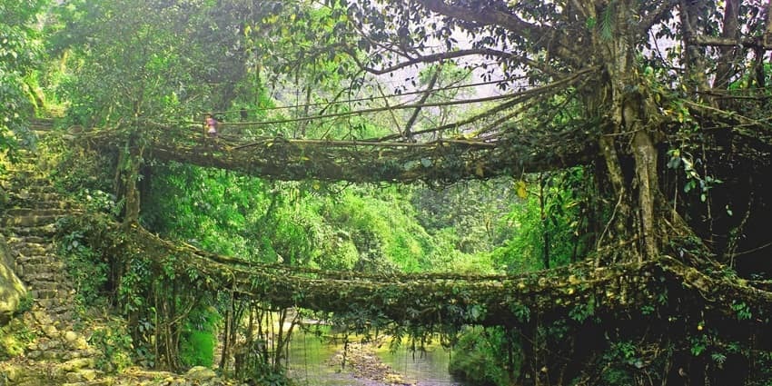 Intricate living root bridge in Cherrapunjee, Meghalaya, surrounded by dense green forest.