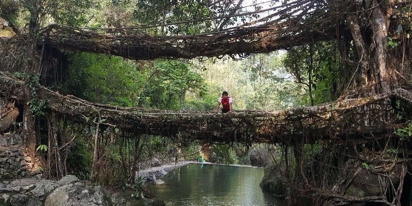 A picture of a root system at works as a live bridge for people to cross