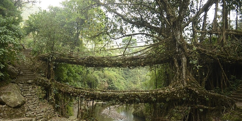Living Root Bridges is a natural wonder in itself which is worth exploring once.