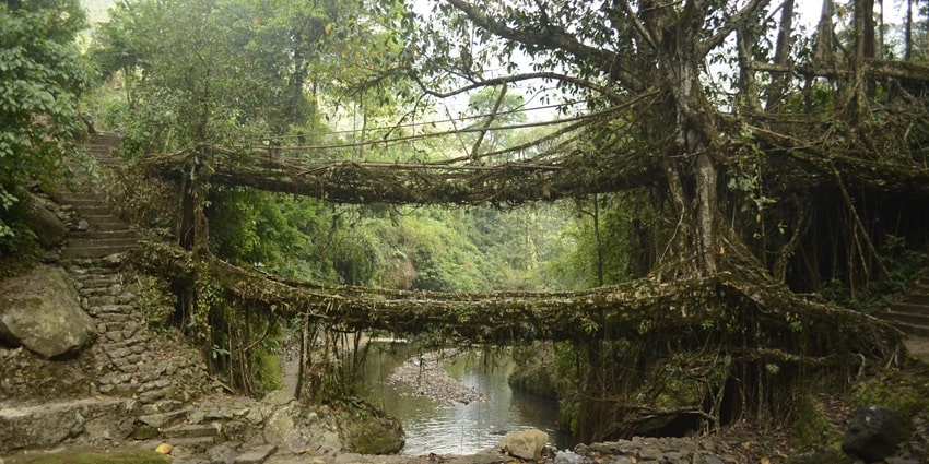 Living Root Bridges is one of the best places to visit in Meghalaya in December for all.