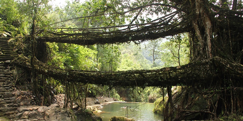 Double living root bridge in East Khasi - one of the best places to visit in Meghalaya in June