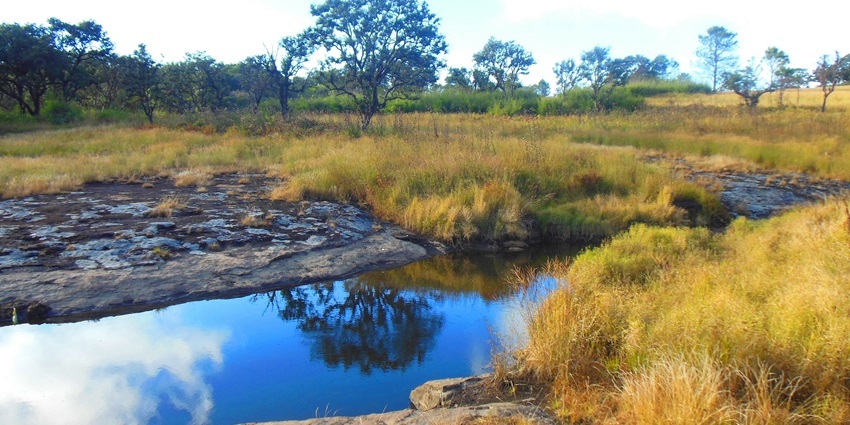 This unique biodiversity hotspot is located in the Champai district of Mizoram, India.