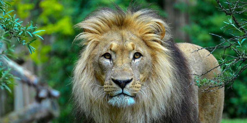 Al Ain Zoo is a popular spot for wildlife enthusiasts and is located in Abu Dhabi.