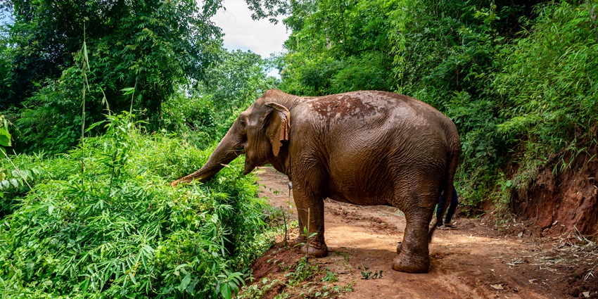 A view of the elephant herd at a park located in Mae Taeng District, Chiang Mai province.
